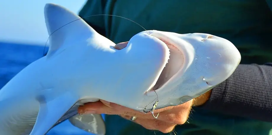 'Side Kick' Shark Fishing Charter