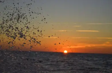 'Carolina Girl' Sunset Cruise