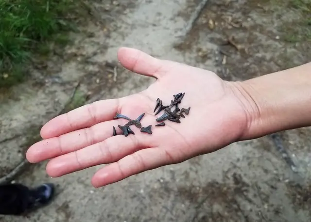 Shark Tooth Island Excursion