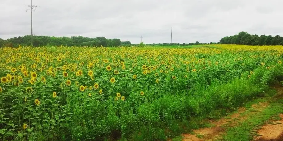 Blue Granite Express