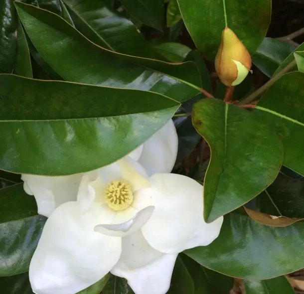 2nd Annual Garden Show and Native Plant Sale