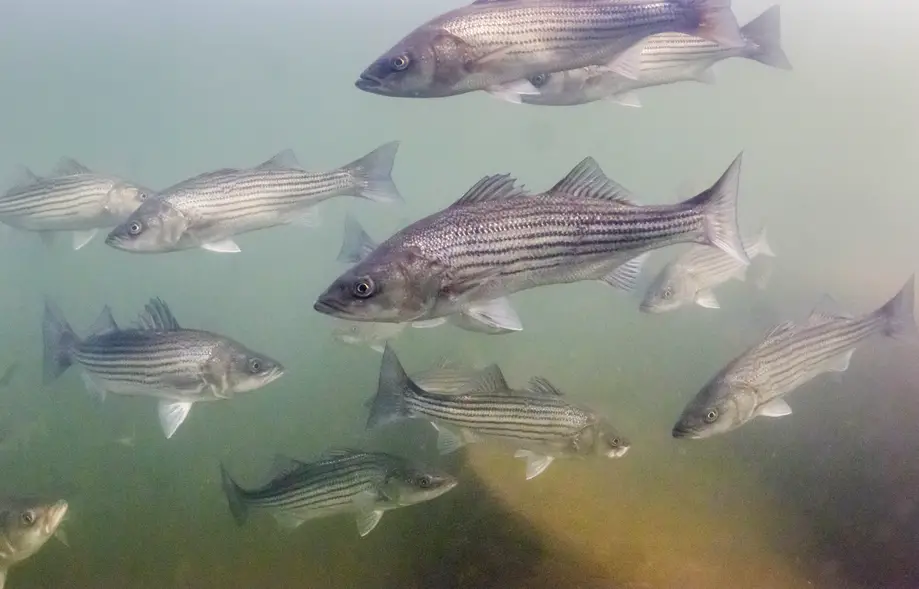 Saluda River Snorkel Tour