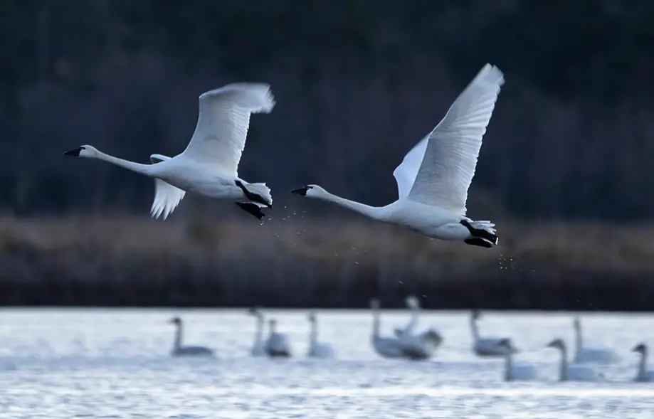 Bear Island Bird Safari