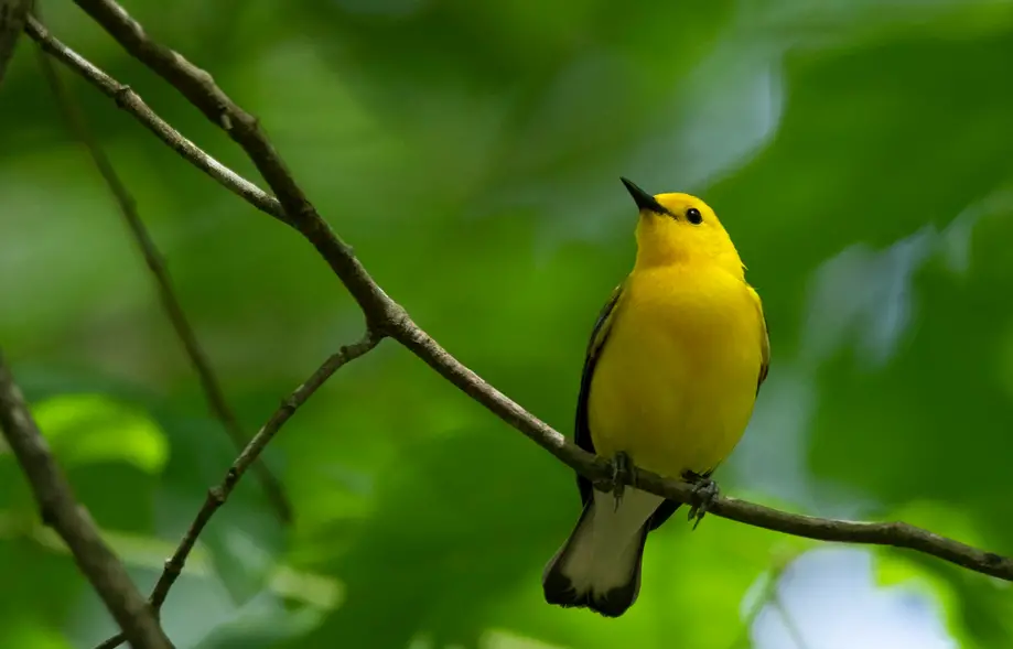 Beidler Forest Nature Walk