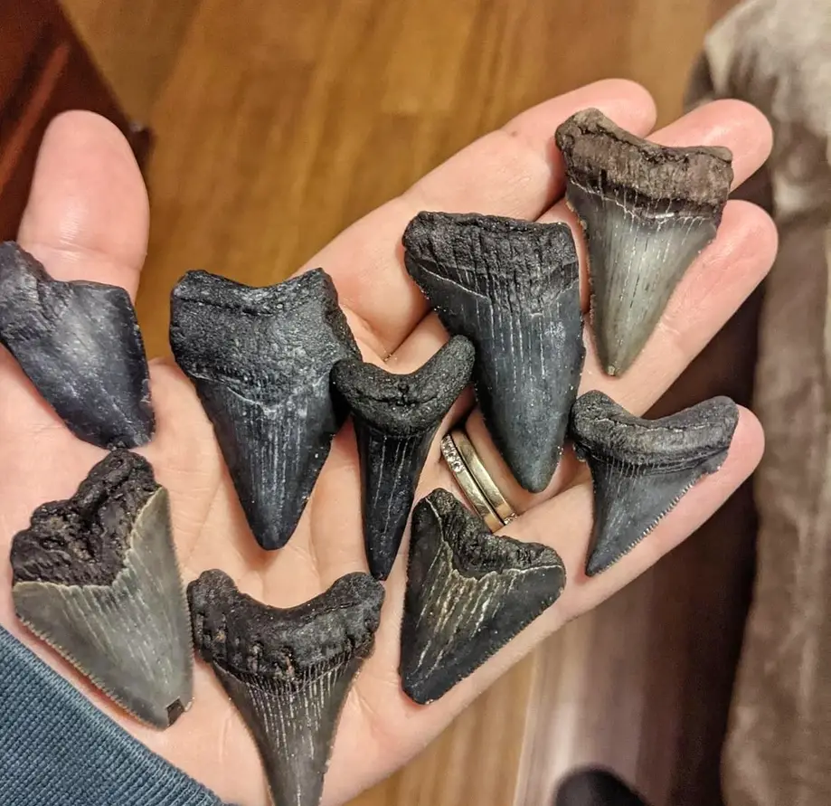 Shelling & Nature Tour to Morris Island