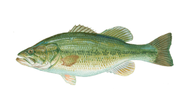 Bass (Largemouth)