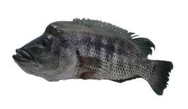 Bass (Rainbow)