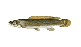 Bowfin