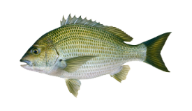 Bream (Black)