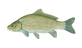 Carp
