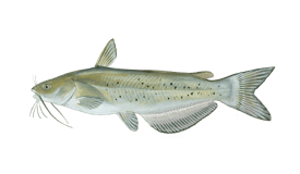 Catfish