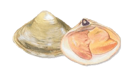Clam