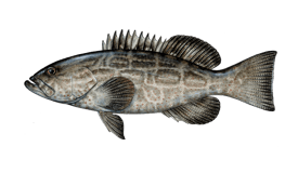Grouper (Black)