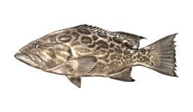 Grouper (Broomtail)