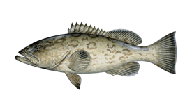 Grouper (Gag)