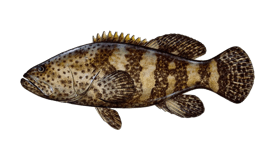 Grouper (Goliath)
