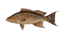 Grouper (Scamp)