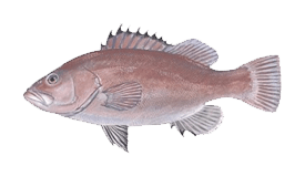 Grouper (Snowy)