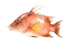 Hogfish