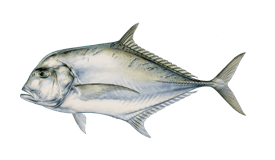 Jack (African Pompano)