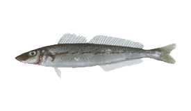 King George Whiting