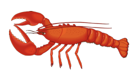 Lobster