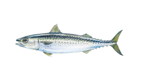Mackerel (Atlantic)
