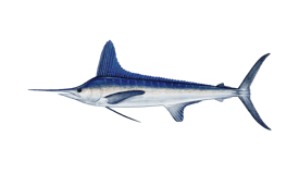Marlin (White)