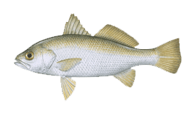 Perch (Silver)