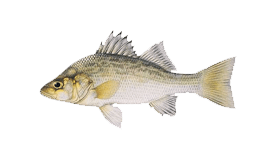 Perch (White)