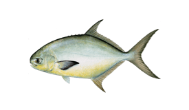 Pompano