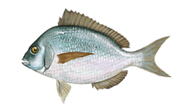 Scup (Porgy)