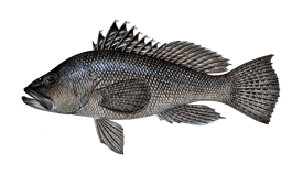 Seabass (Black)