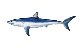 Shark (Mako)