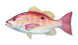 Snapper (Lane)