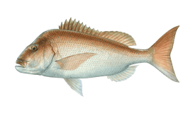 Snapper (Pink)