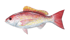 Snapper (Vermilion)