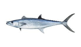 Spanish Mackerel (Narrow-barred)