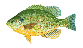 Sunfish
