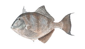 Triggerfish (Gray)