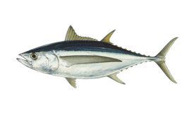 Tuna (Albacore)