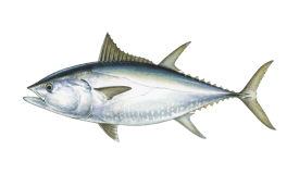 Tuna (Bluefin)